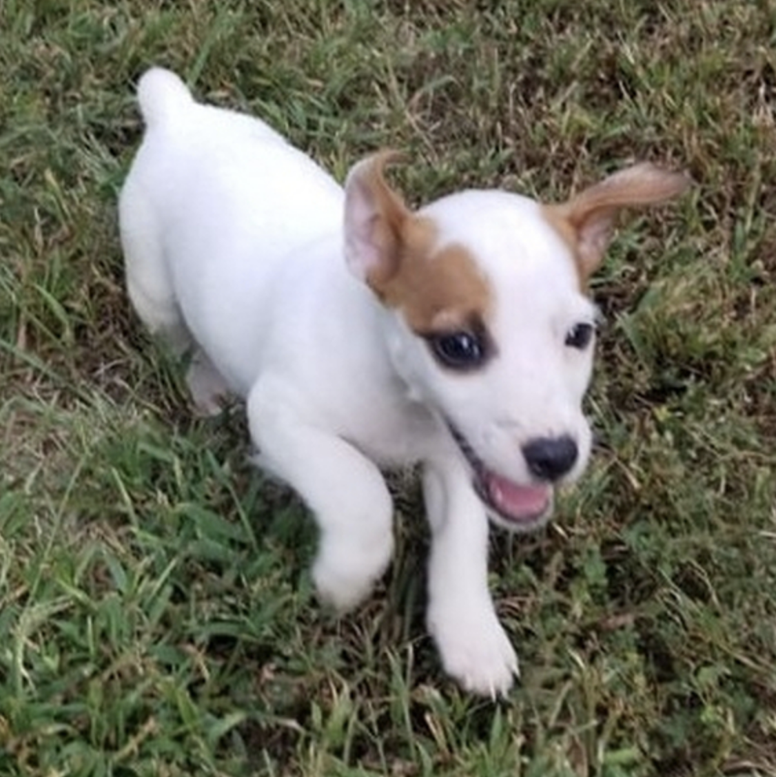 comprar cachorros sanos, baratos y asequibles para la venta